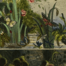 Load image into Gallery viewer, Butterfly Vivarium Vintage Bookplate Print in Black Frame