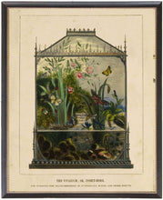 Load image into Gallery viewer, Butterfly Vivarium Vintage Bookplate Print in Black Frame