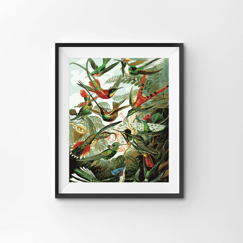 Hummingbirds, by Ernst Haeckel Paint by Numbers Canvas Board Kit
